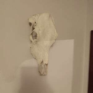 Bleached Bull Skull